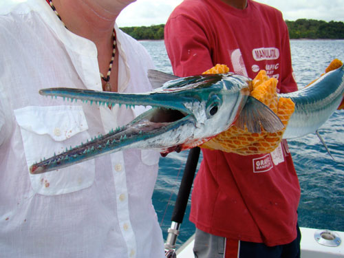 houndfish coiba island fishing