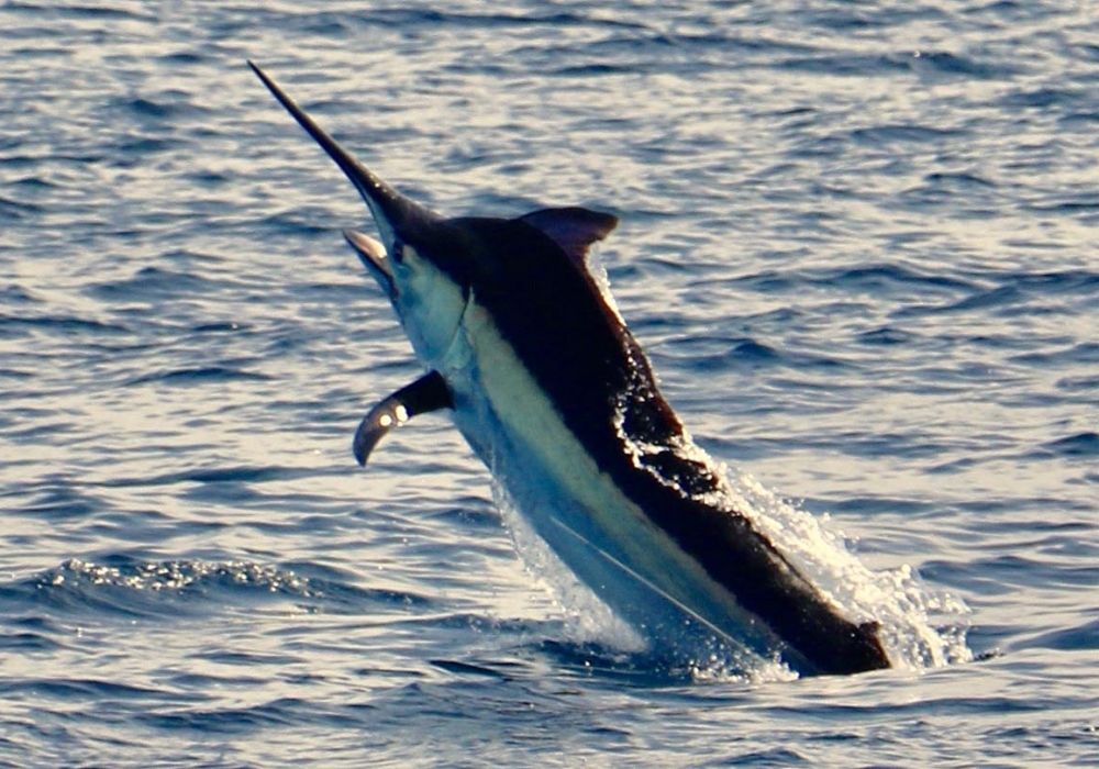 Sportfishing Panama Black Marlin & Blue Marlin Fishing