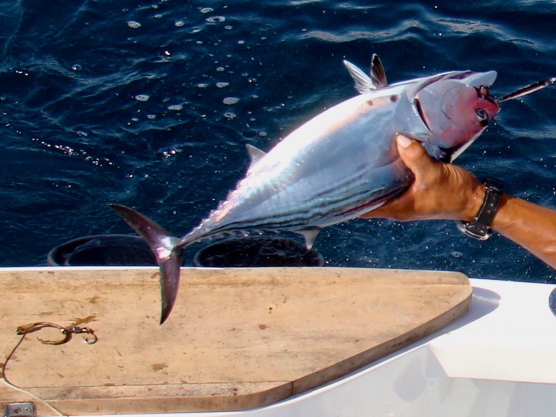 Black Skipjack Black Marlin Fishing Marlin Panama